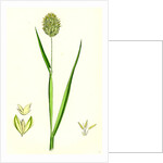 Phalaris Canariensis Canary-Grass by Anonymous