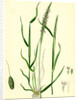 Alopecurus Agrestis Slender Fox-Tail-Grass by Anonymous
