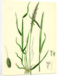 Alopecurus Agrestis Slender Fox-Tail-Grass by Anonymous