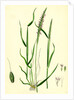 Alopecurus Agrestis Slender Fox-Tail-Grass by Anonymous