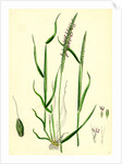 Alopecurus Agrestis Slender Fox-Tail-Grass by Anonymous