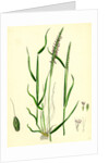 Alopecurus Agrestis Slender Fox-Tail-Grass by Anonymous
