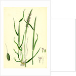 Alopecurus Agrestis Slender Fox-Tail-Grass by Anonymous