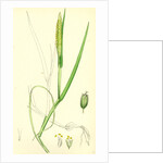 Alopecurus Fulvus Orange Anthered Fox-Tail-Grass by Anonymous