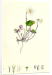 Oxalis Acetosella Wood Sorrel by Anonymous