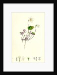Oxalis Acetosella Wood Sorrel by Anonymous