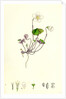 Oxalis Acetosella Wood Sorrel by Anonymous
