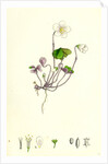 Oxalis Acetosella Wood Sorrel by Anonymous