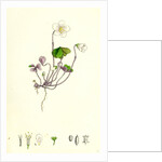 Oxalis Acetosella Wood Sorrel by Anonymous
