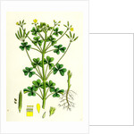 Oxalis Stricta Upright Yellow Sorrel by Anonymous