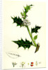 Ilex Aquifolium Common Holly by Anonymous