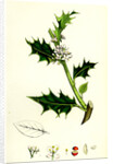 Ilex Aquifolium Common Holly by Anonymous