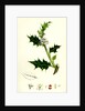 Ilex Aquifolium Common Holly by Anonymous