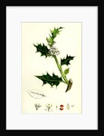 Ilex Aquifolium Common Holly by Anonymous