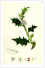 Ilex Aquifolium Common Holly by Anonymous