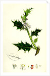 Ilex Aquifolium Common Holly by Anonymous
