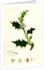 Ilex Aquifolium Common Holly by Anonymous