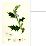 Ilex Aquifolium Common Holly by Anonymous