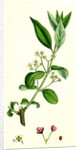 Euonynius Europeus Spindle Tree by Anonymous