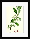 Euonynius Europeus Spindle Tree by Anonymous