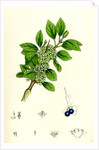 Rhamnus Catharticus Purging Buckthorn by Anonymous