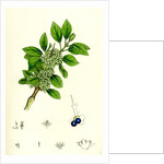 Rhamnus Catharticus Purging Buckthorn by Anonymous