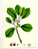 Rhamnus Frangula Berry-Bearing Alder by Anonymous