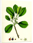 Rhamnus Frangula Berry-Bearing Alder by Anonymous