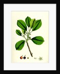 Rhamnus Frangula Berry-Bearing Alder by Anonymous