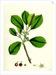 Rhamnus Frangula Berry-Bearing Alder by Anonymous