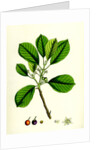 Rhamnus Frangula Berry-Bearing Alder by Anonymous