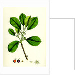 Rhamnus Frangula Berry-Bearing Alder by Anonymous