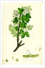 Acer Campestre Common Maple by Anonymous
