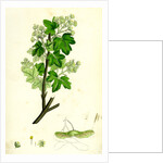 Acer Campestre Common Maple by Anonymous