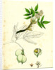 Staphylea Pinnata Common Bladder-Nut by Anonymous