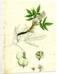 Staphylea Pinnata Common Bladder-Nut by Anonymous