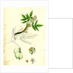 Staphylea Pinnata Common Bladder-Nut by Anonymous