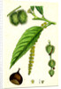Castanea Vulgaris Sweet Chestnut by Anonymous