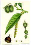 Castanea Vulgaris Sweet Chestnut by Anonymous