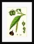 Castanea Vulgaris Sweet Chestnut by Anonymous