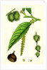 Castanea Vulgaris Sweet Chestnut by Anonymous