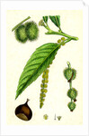 Castanea Vulgaris Sweet Chestnut by Anonymous