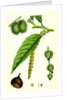 Castanea Vulgaris Sweet Chestnut by Anonymous