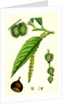 Castanea Vulgaris Sweet Chestnut by Anonymous