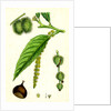 Castanea Vulgaris Sweet Chestnut by Anonymous