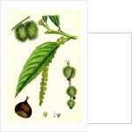 Castanea Vulgaris Sweet Chestnut by Anonymous