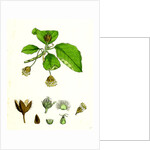 Fagus Sylvatica Common Beech by Anonymous