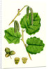 Corylus Avellana Hazel by Anonymous