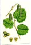 Corylus Avellana Hazel by Anonymous