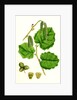 Corylus Avellana Hazel by Anonymous